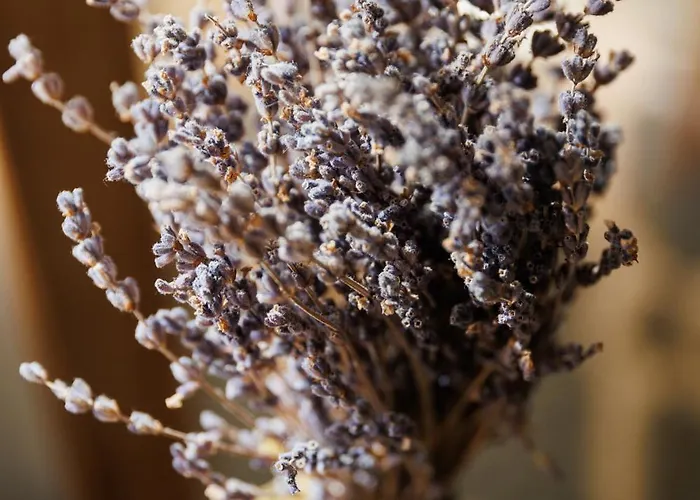 Le Domaine De La - De Dans Un Cadre Enchanteur *